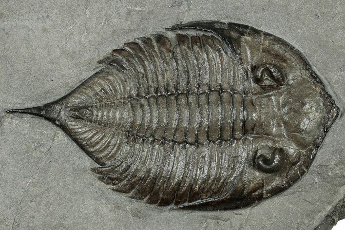 Dalmanites Trilobite Fossil - New York #308242